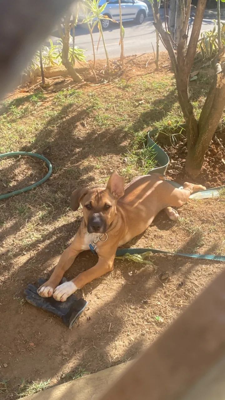 Cachorro  - Foto 4