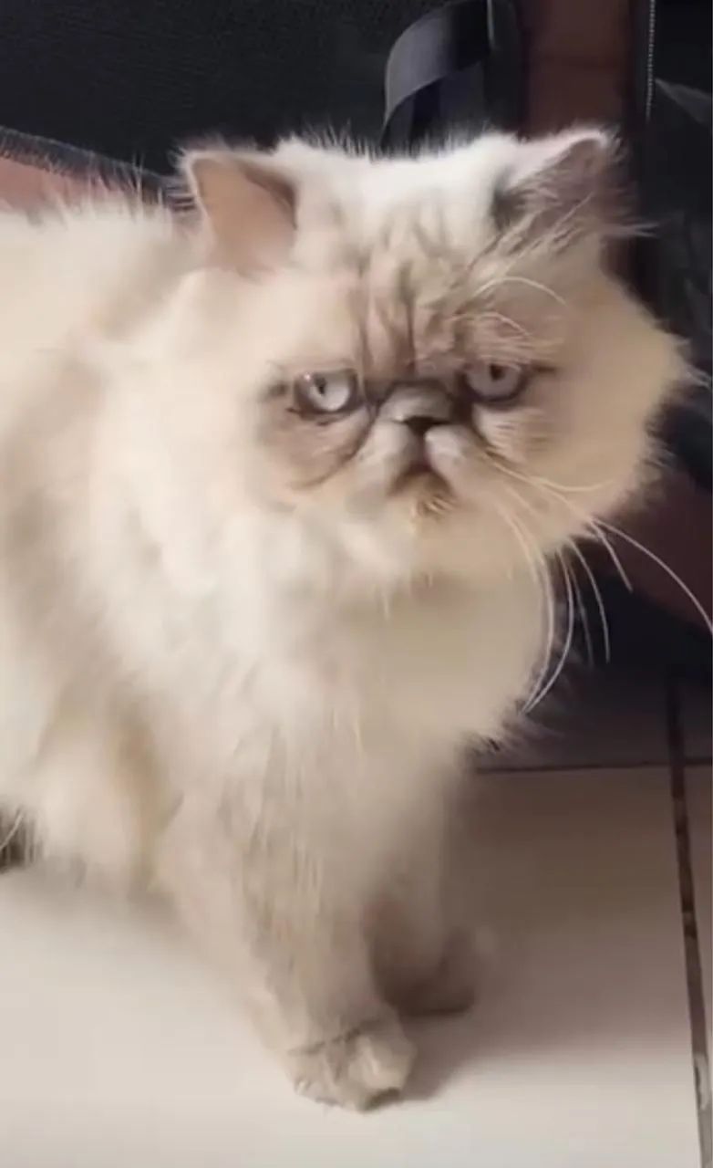 Gato Persa  - Foto 4