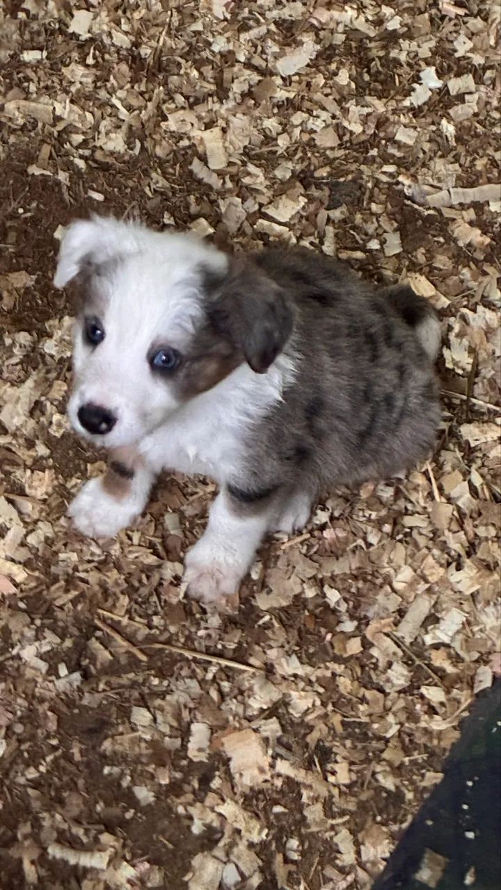 Vendo filhotes de border collie puros! - Foto 5