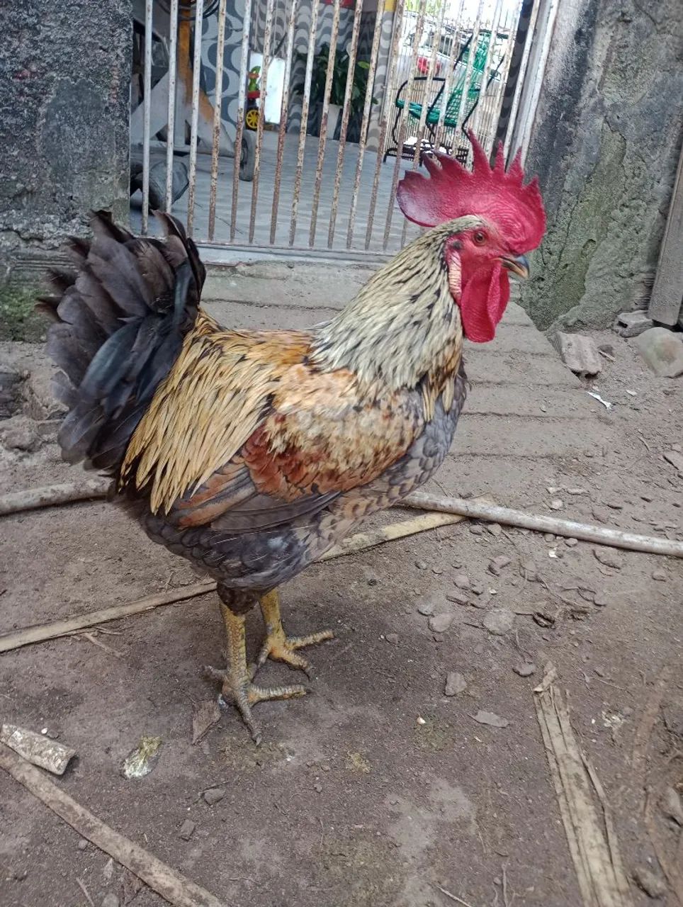 Pinto caipira  - Foto 4
