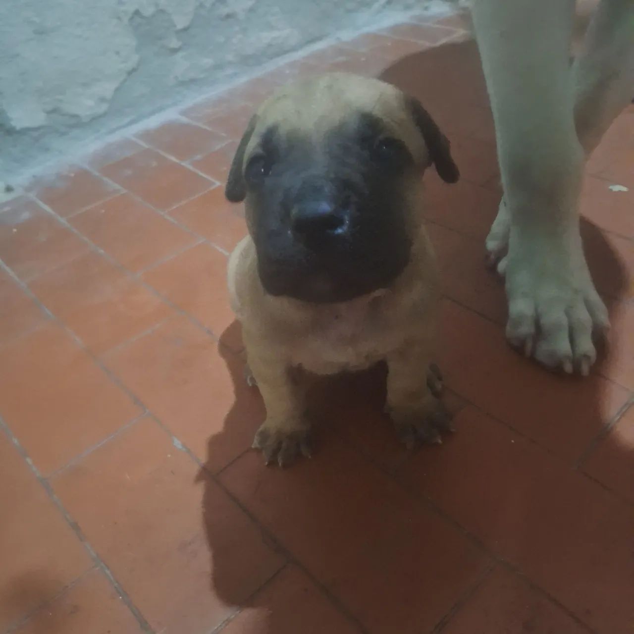 Filhotes pitbull  - Foto 2