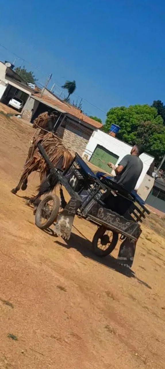 Cavalo - Foto 2