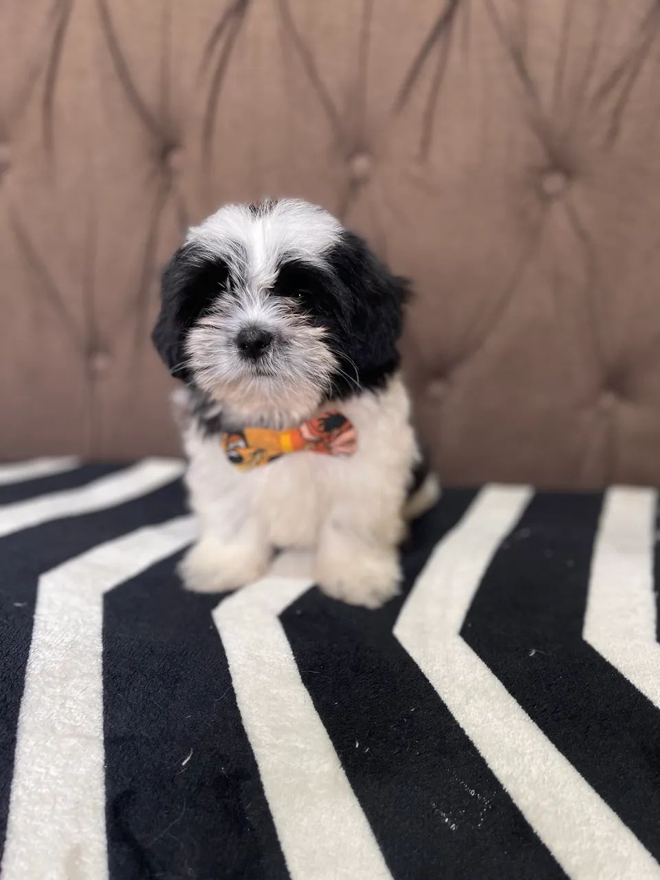 Shihtzu macho - Foto 2