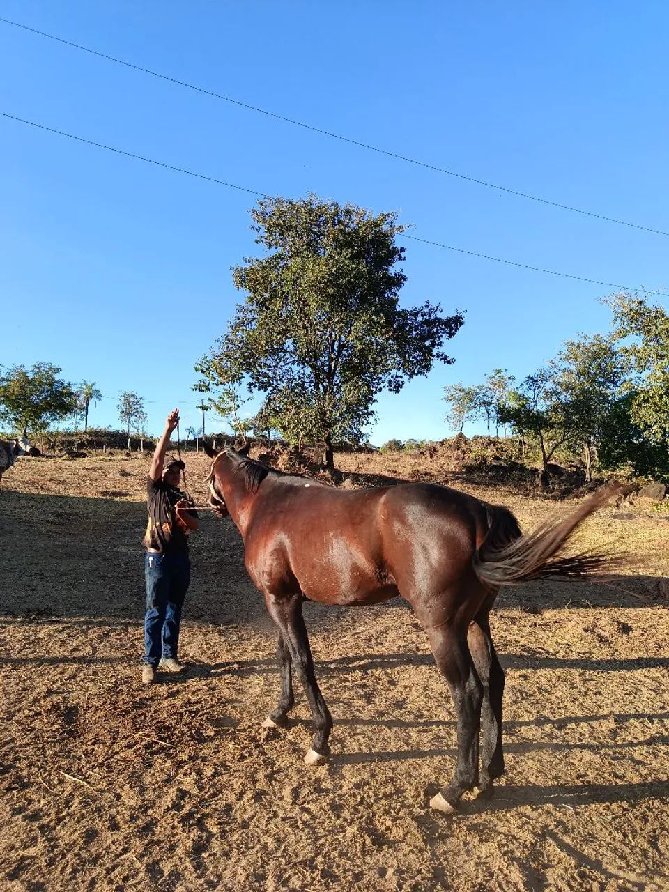 vendo lindo garanhão  - Foto 6