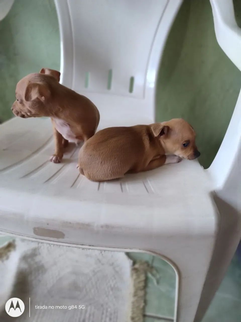 Pinscher 1 - Foto 5