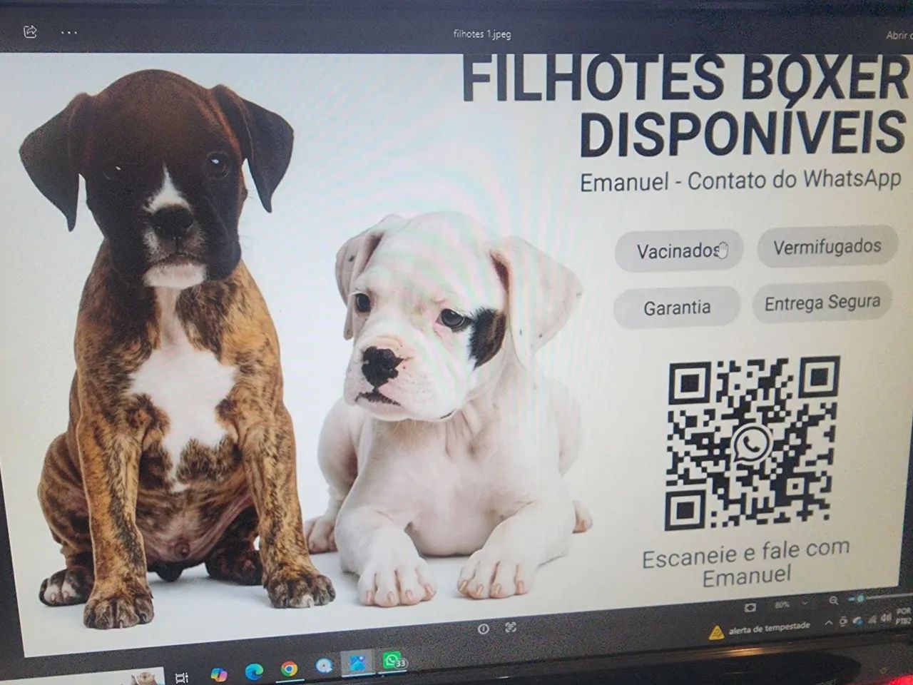 Filhotes 