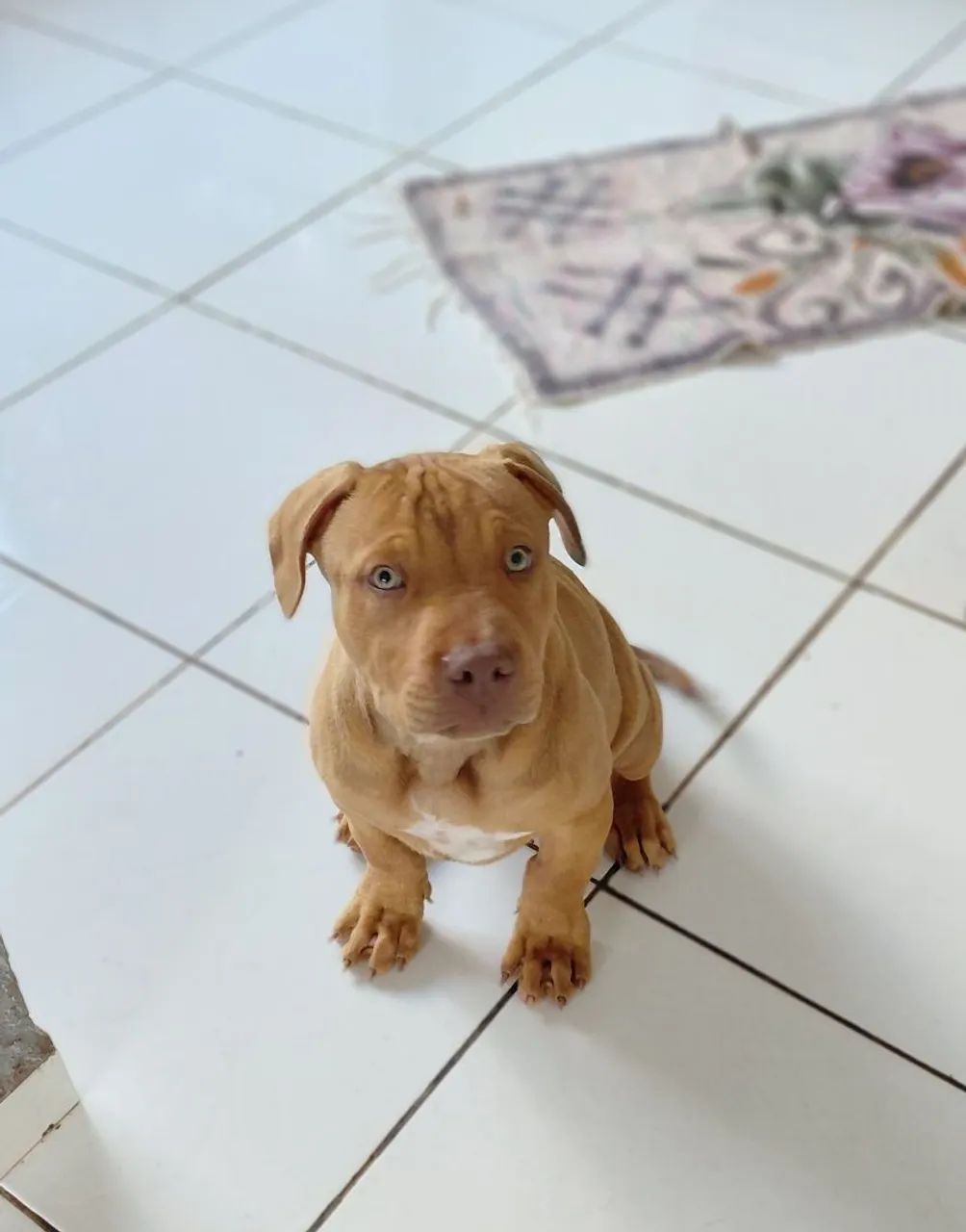 Filhote pitbull 800,00  - Foto 3