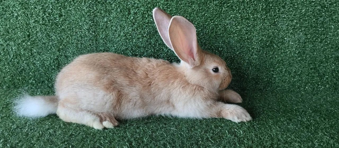 Filhotes de gigante de Flandres  - Foto 4