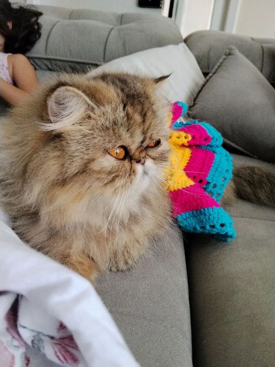 Procura gato persa para ter filhotes.  - Foto 3