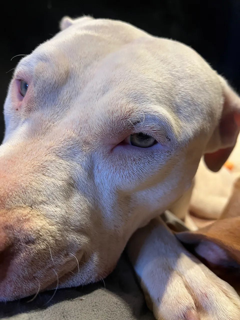 Pitbull - Foto 2