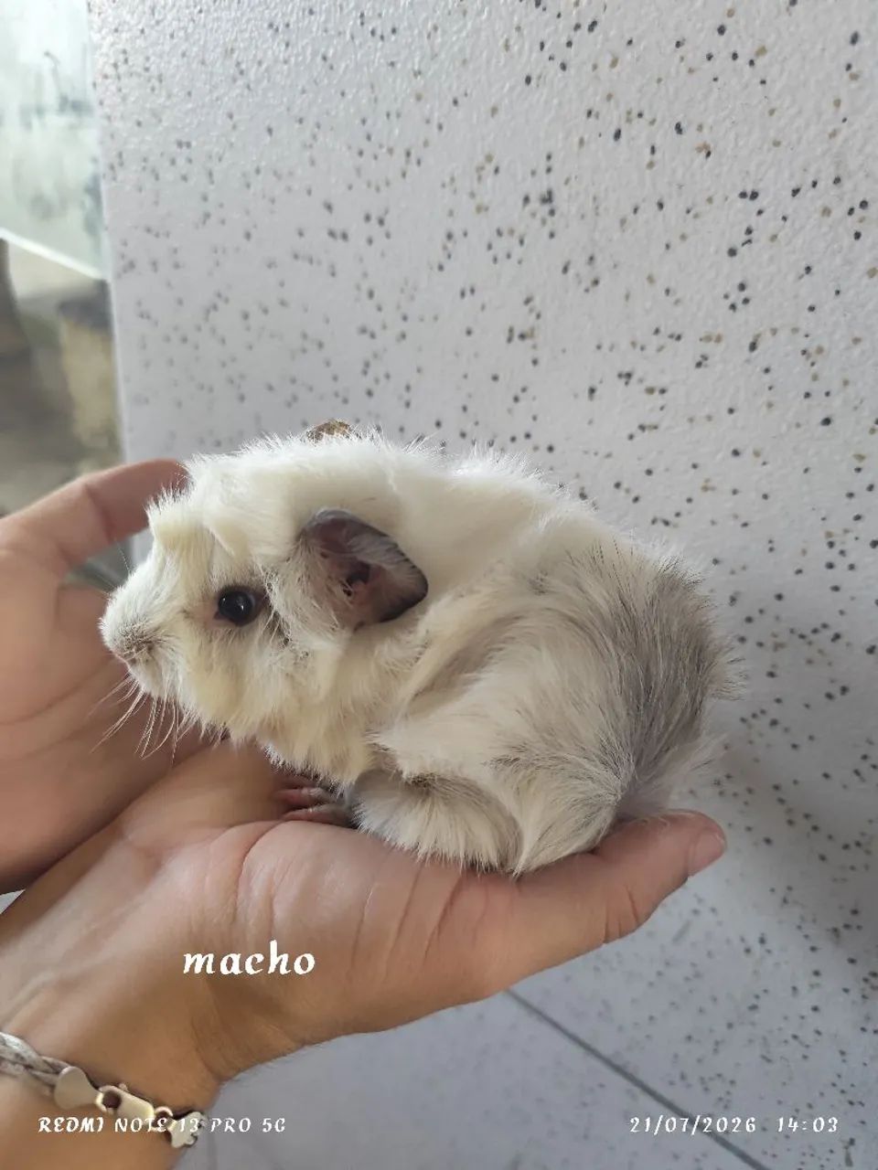 Porquinho da índia 