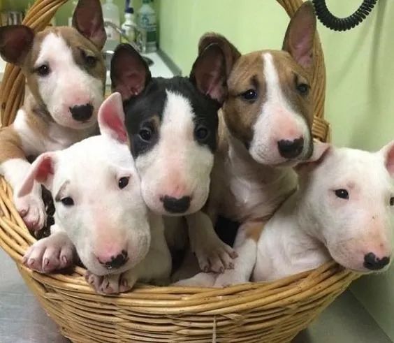 Bull Terrier