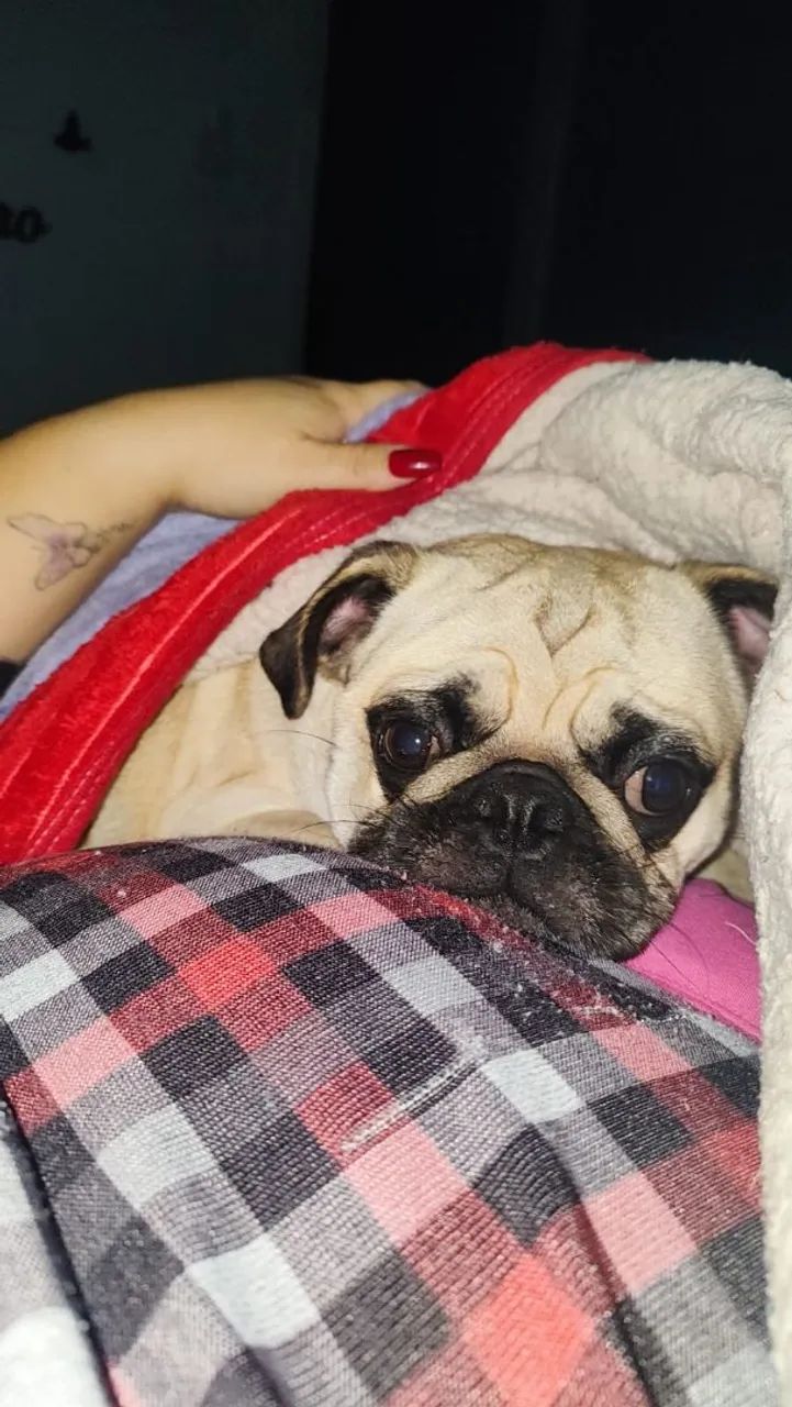 Pug macho  - Foto 2