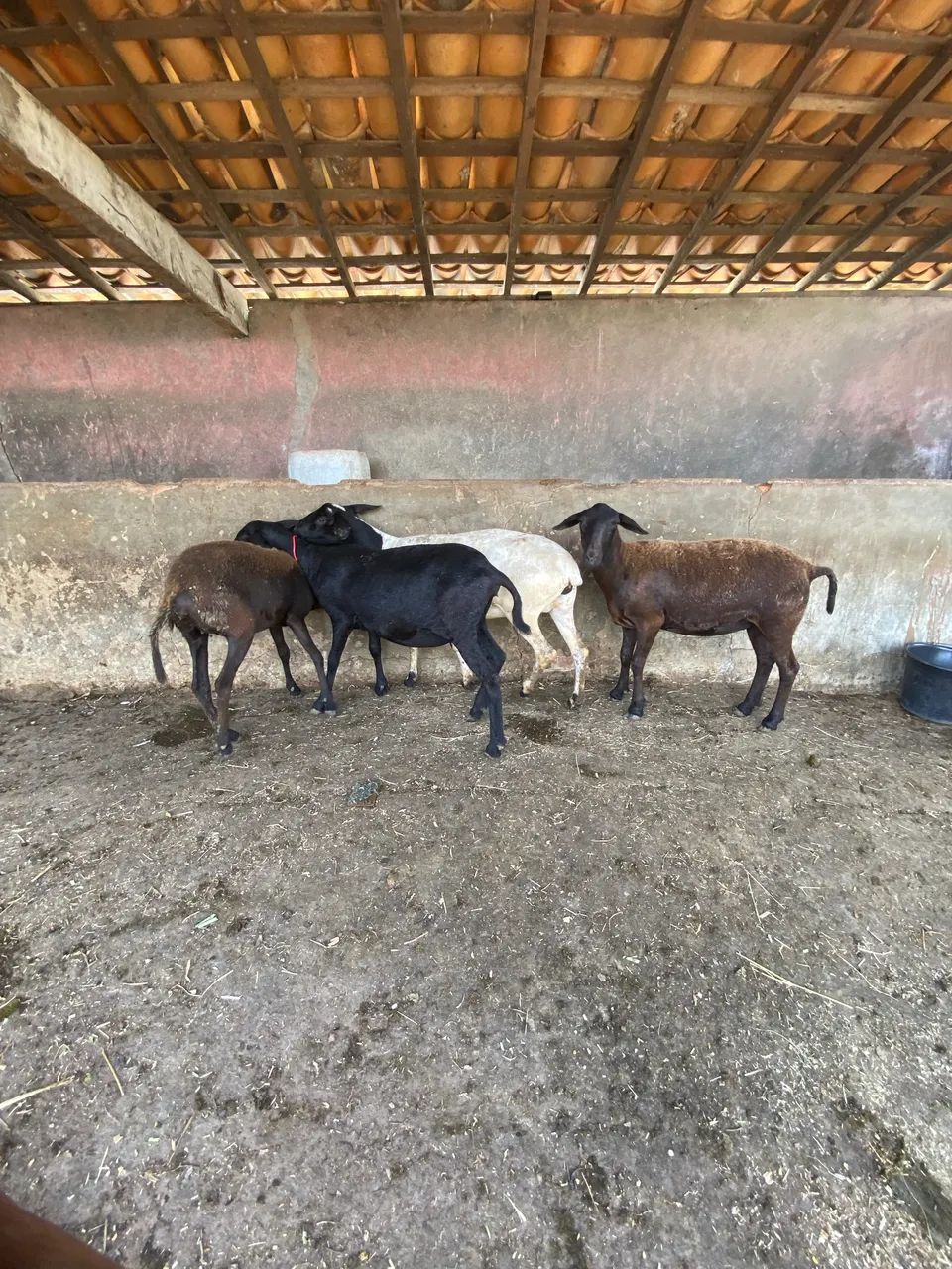 Ovelha - Foto 5