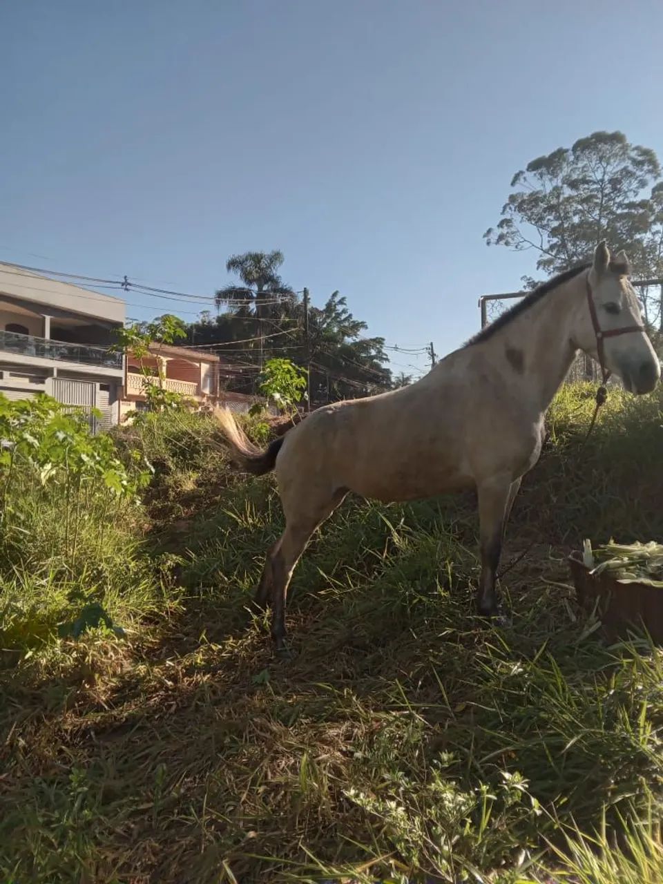  ÉGUA À VENDA - OPORTUNIDADE R$ 2.000,00 - Foto 3