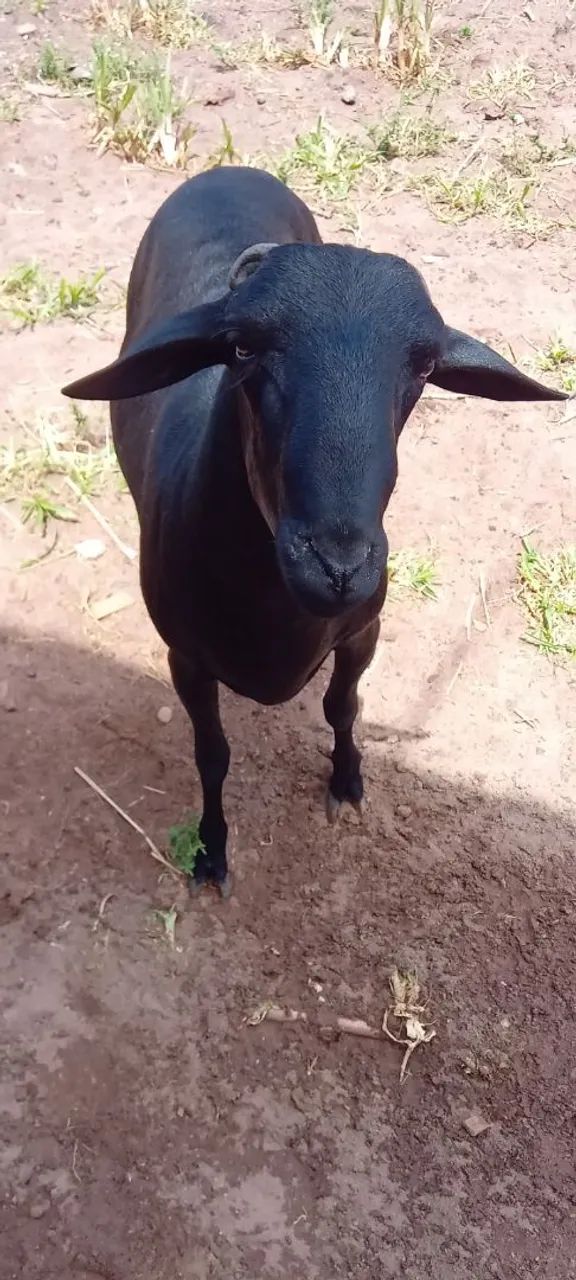 Ovelhas AMORJADAS e carneiro.  - Foto 5