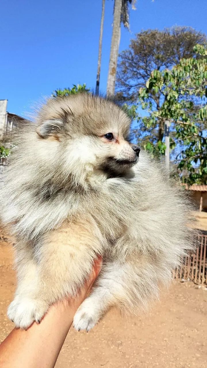 Cachorro Spitz alemão - Foto 5