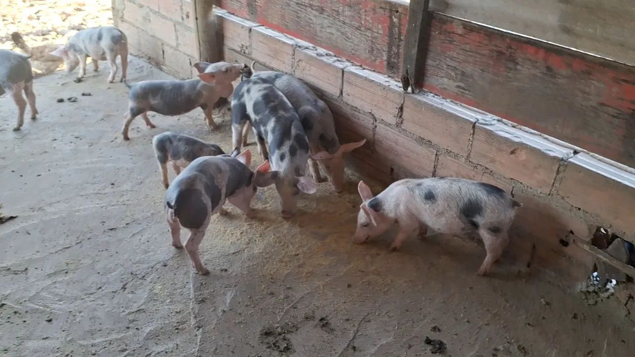 Leitoada pietrã 