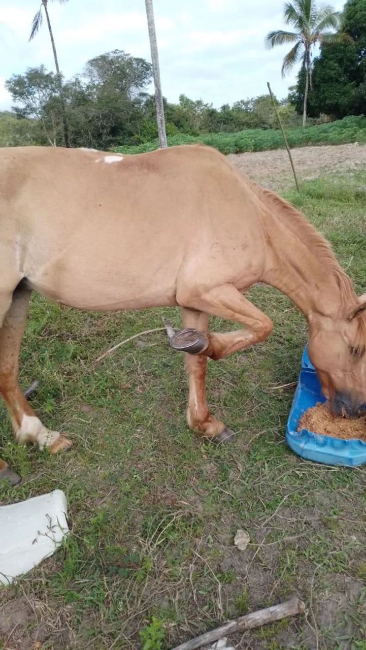 Pra vender os dois  - Foto 5