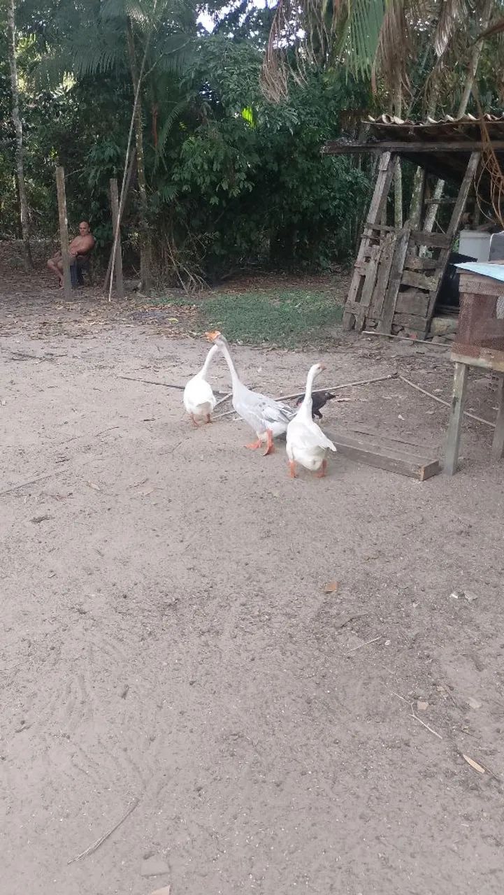 Ganso  - Foto 2