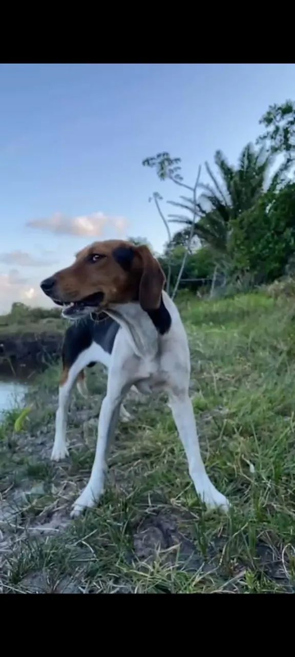Cão fox serrano 2 anos e 2 meses 
