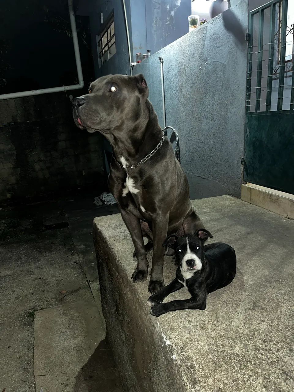 Filhote pitbull  - Foto 3