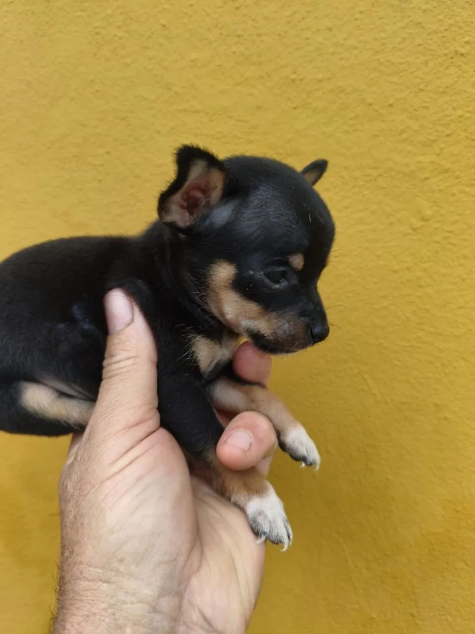 Mini pinscher  - Foto 2