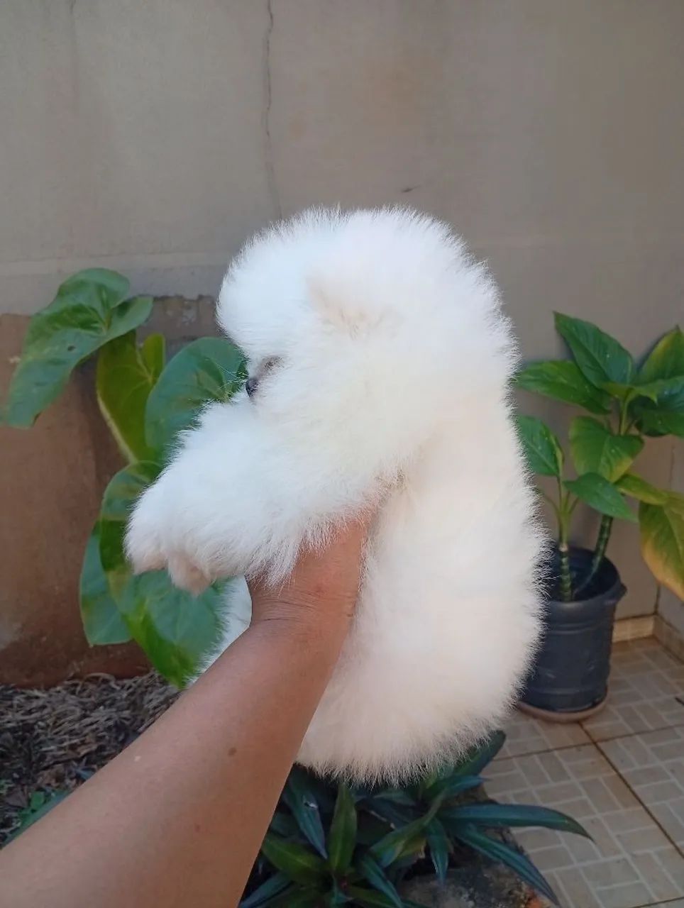 Spitz alemão  - Foto 4