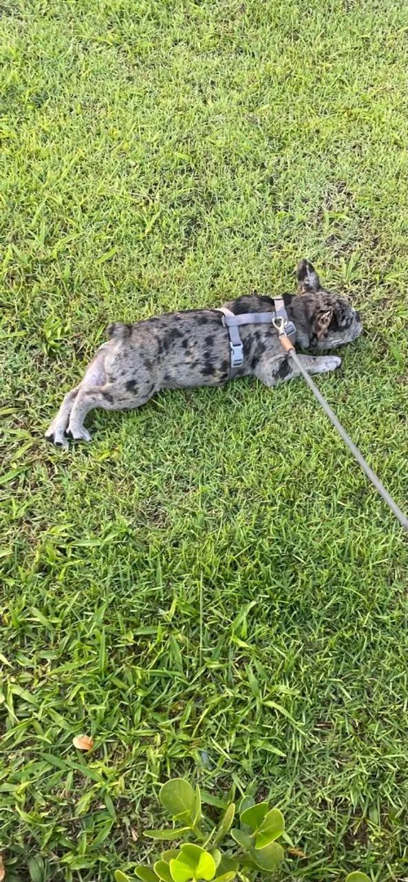 Casal de Bulldog francês  - Foto 2