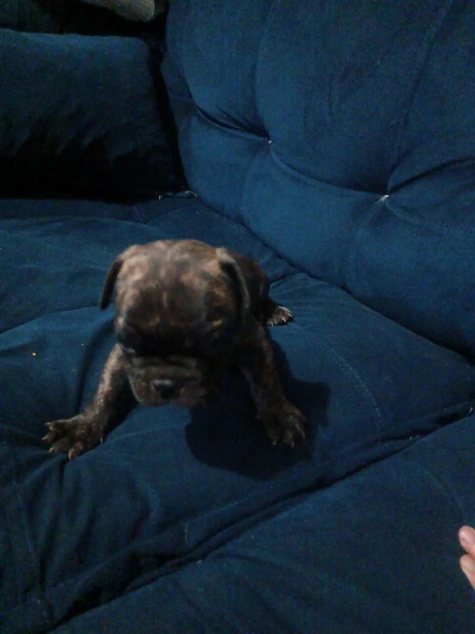 Cachorro buldogue francês  - Foto 2