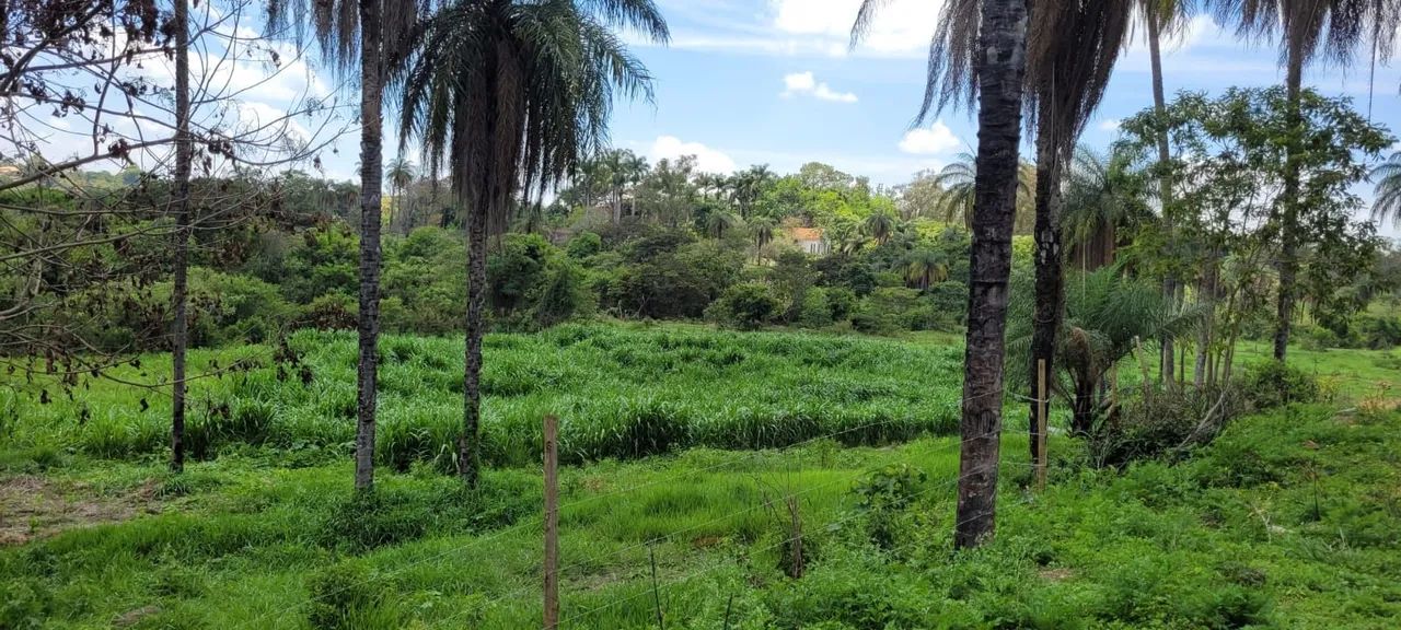 Mudas de capim açu.  - Foto 3