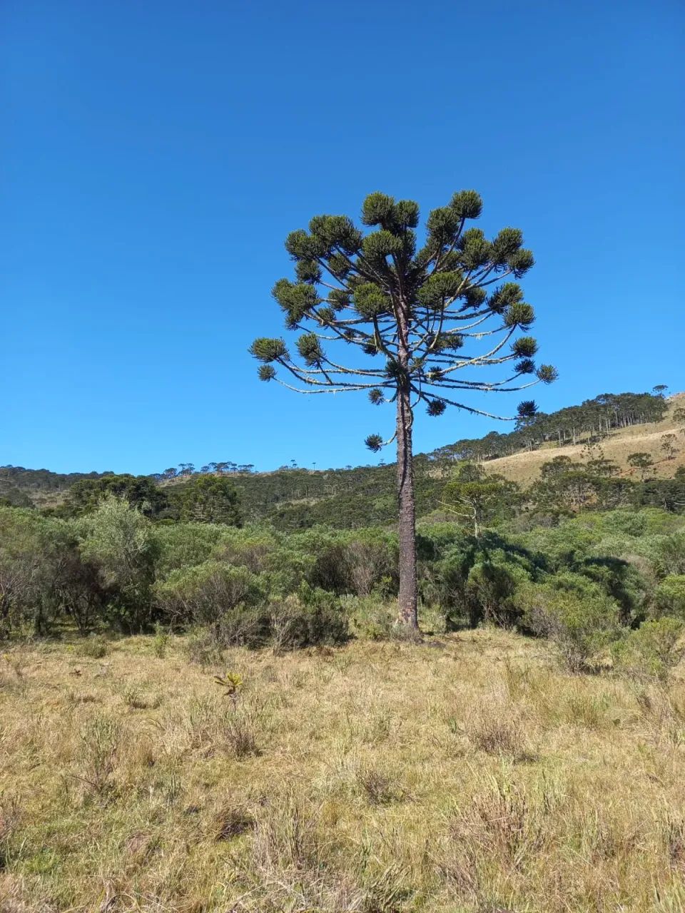 57,8 hectares de matas e campos na Serra Catarinense