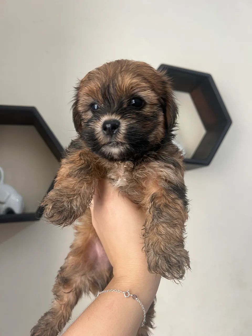  Cachorros lhasa apso  - Foto 6