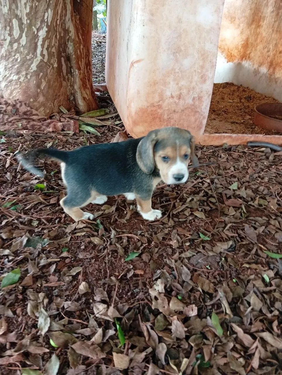 Filhotes de beagle  - Foto 4