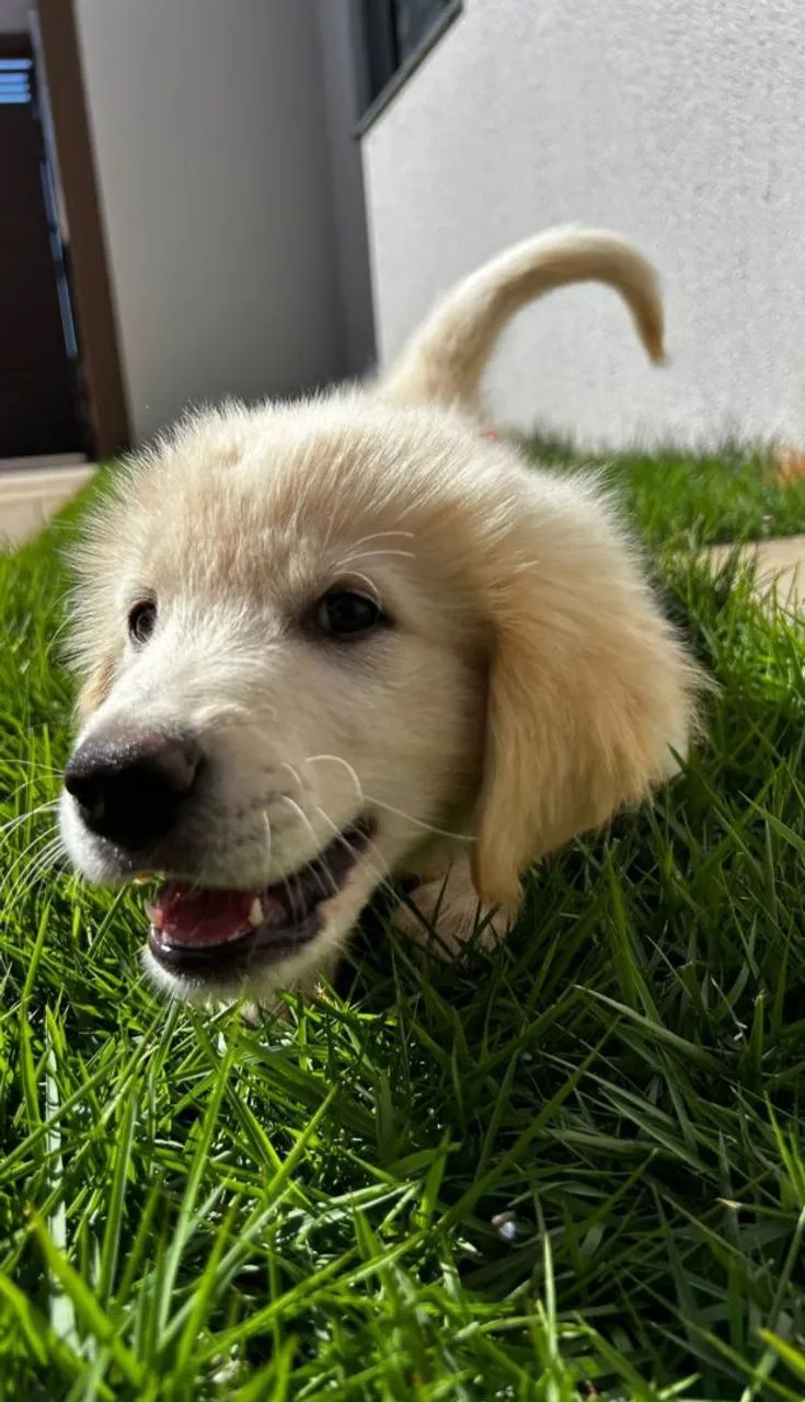 Goldem retriever macho! Valor 2.500 - Foto 4