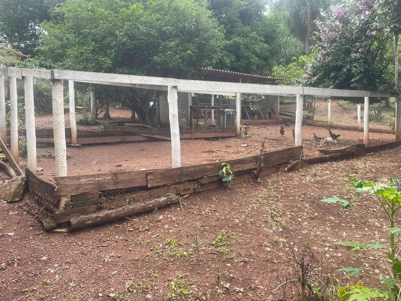 fazenda sao miguel passa quatro - Foto 5