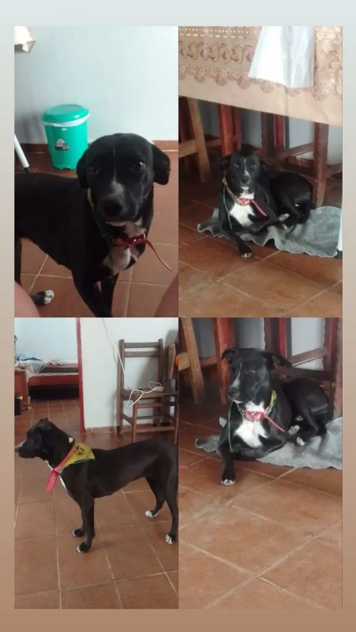 Adoção 