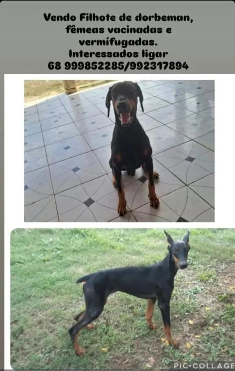 FILHOTE DE DOBERMAN EUROPEU<br> - Foto 2