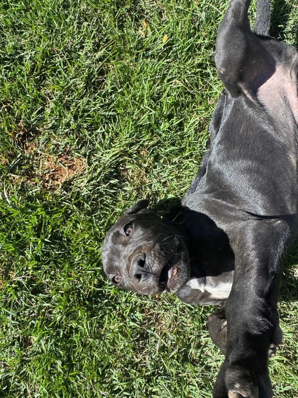 Cane corso italiano macho