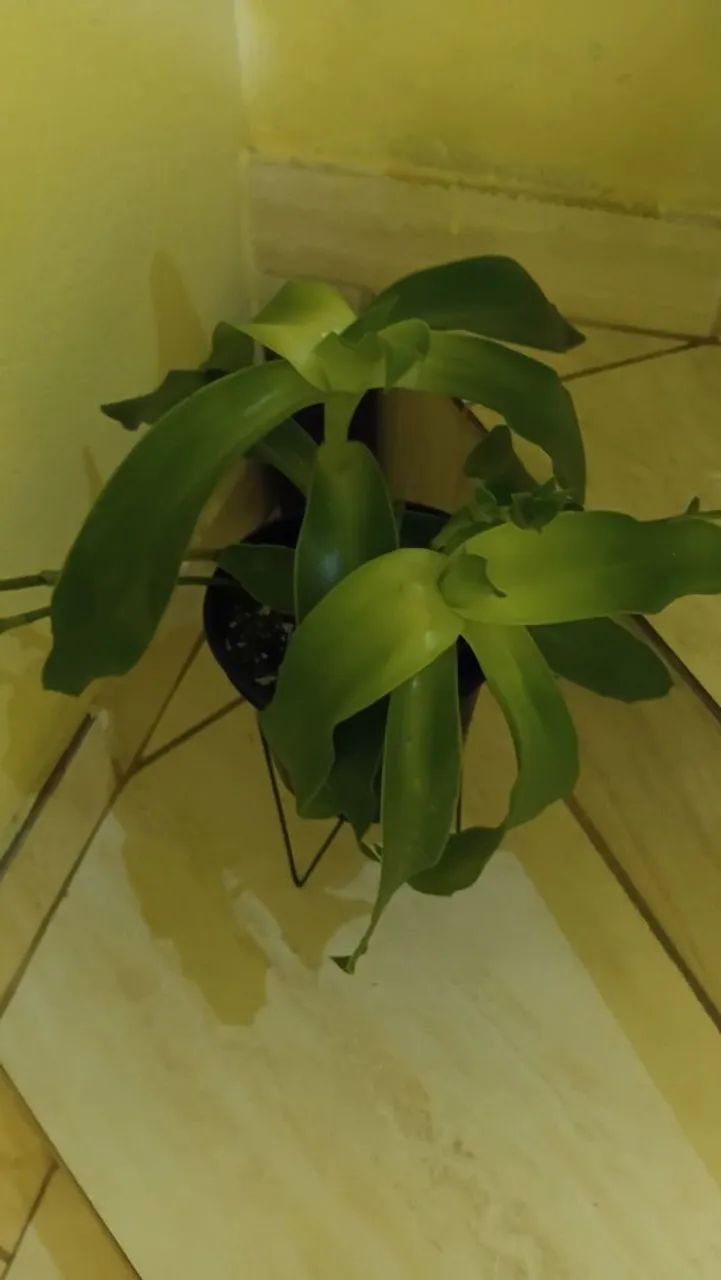 Plantas de vasos  - Foto 5