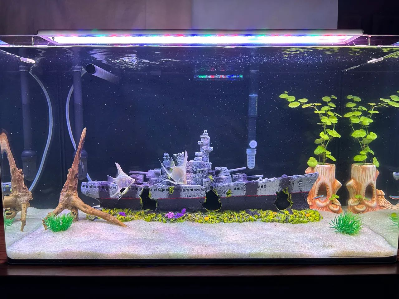 Aquário Curvo 60L em perfeito estado 