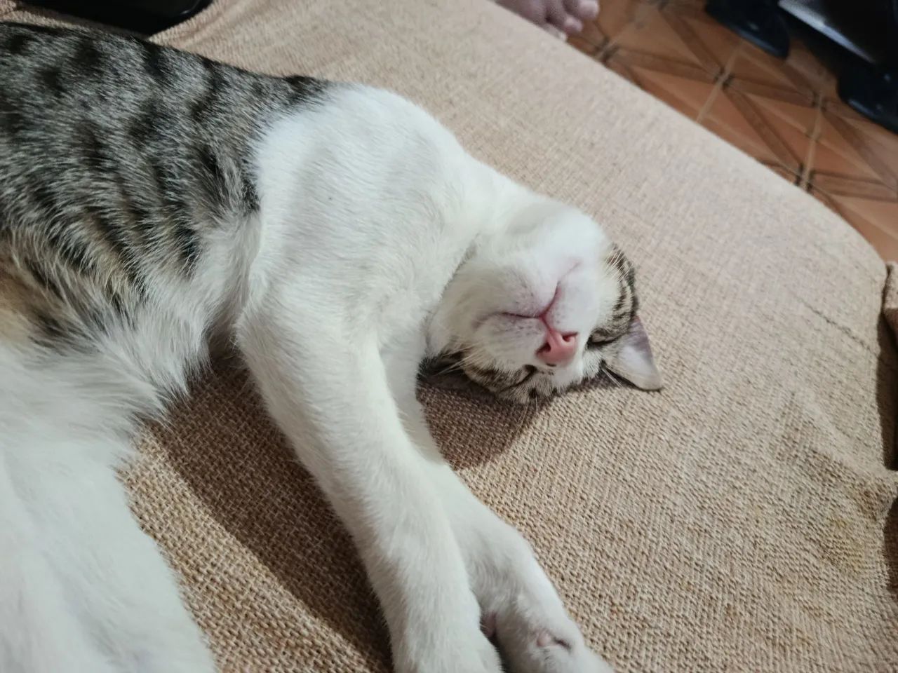 Doação gato macho  - Foto 2