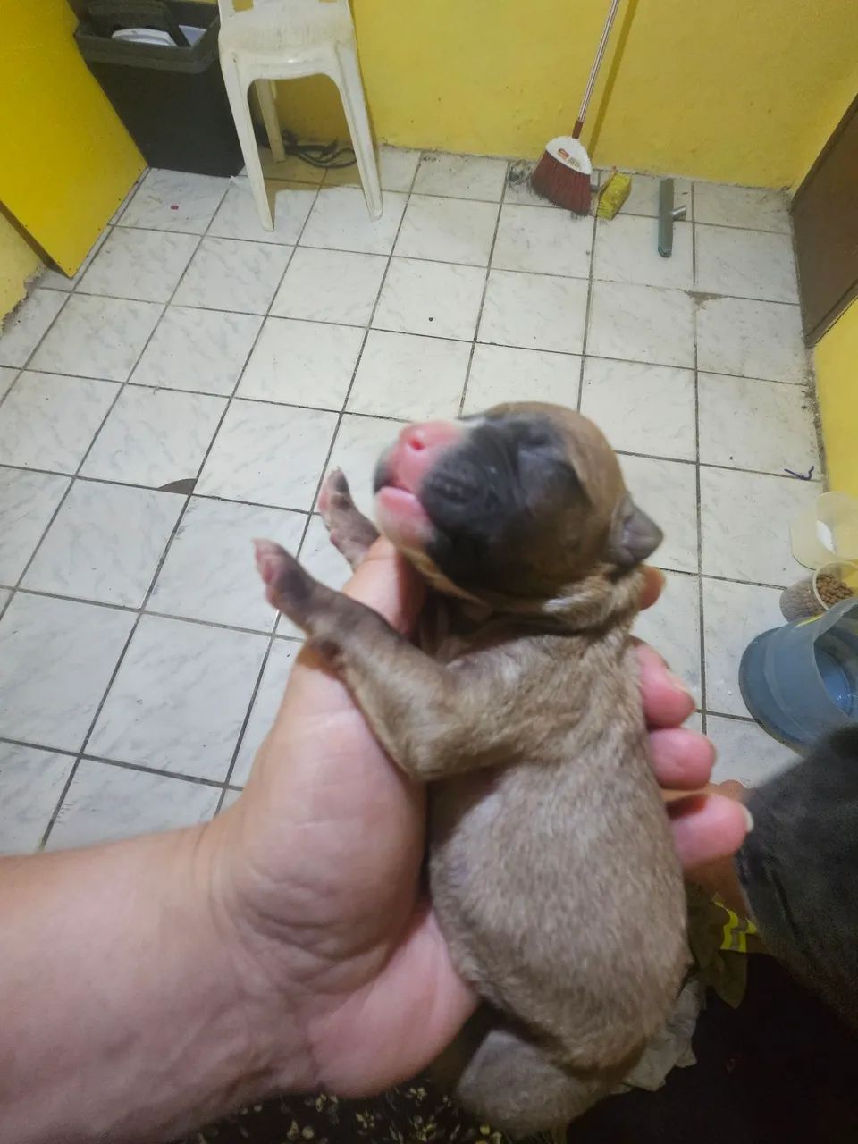 ? FILHOTES DE PITBULL COM CHOW CHOW - Foto 2