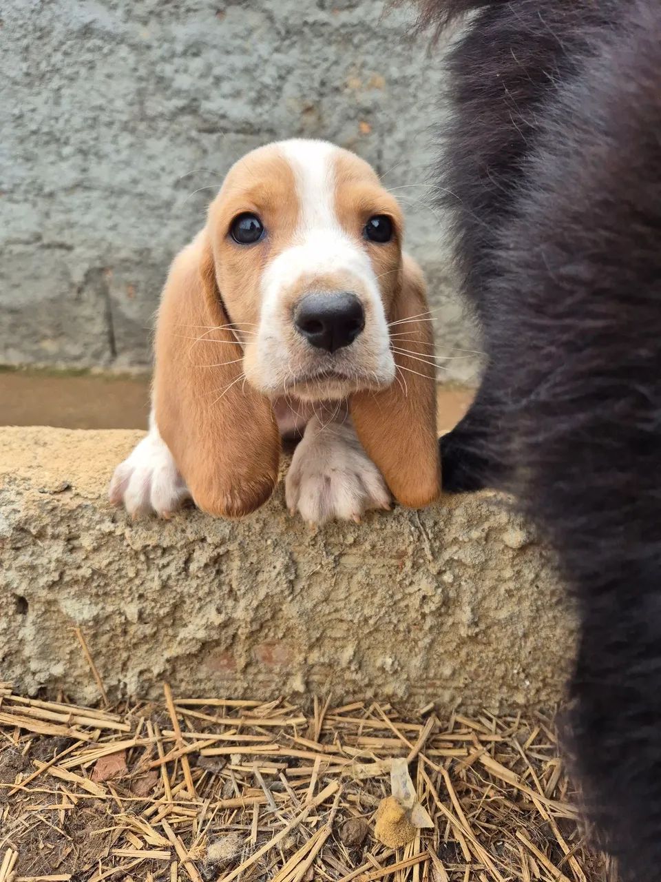 Basset hound macho  - Foto 3