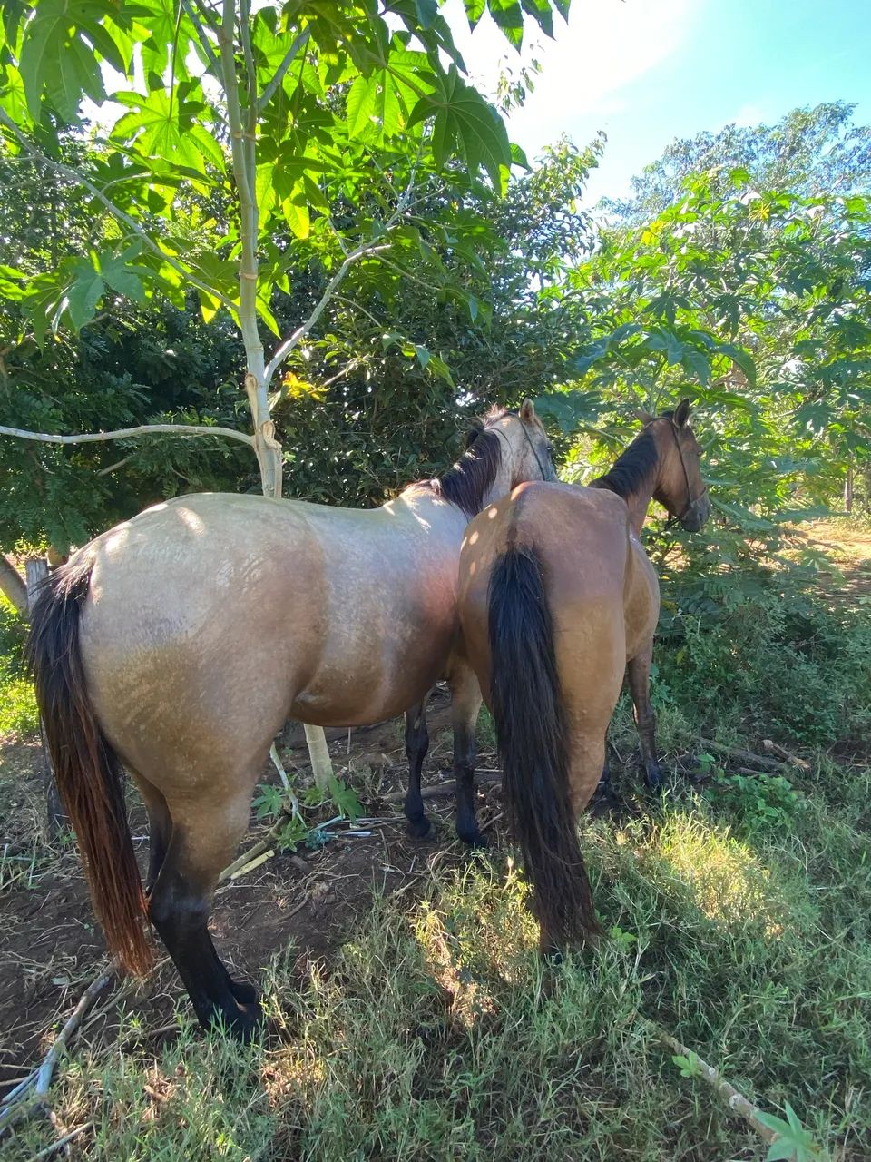 Cavalo - Foto 5