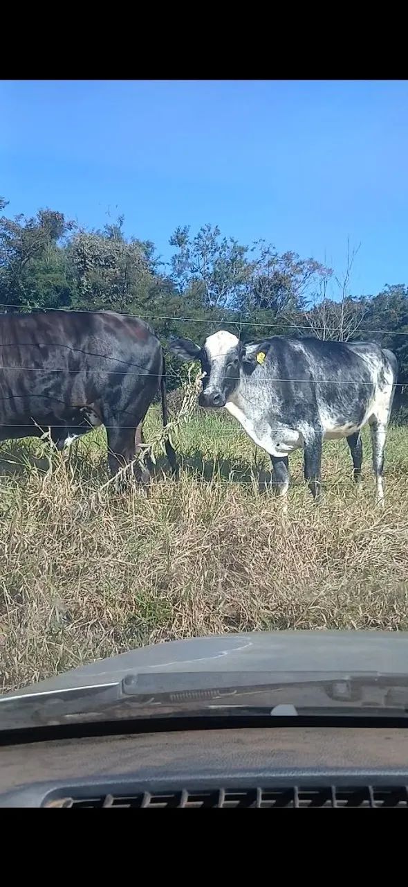 2 Novilhas