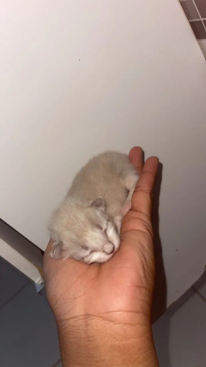Gatinhos doação  - Foto 4