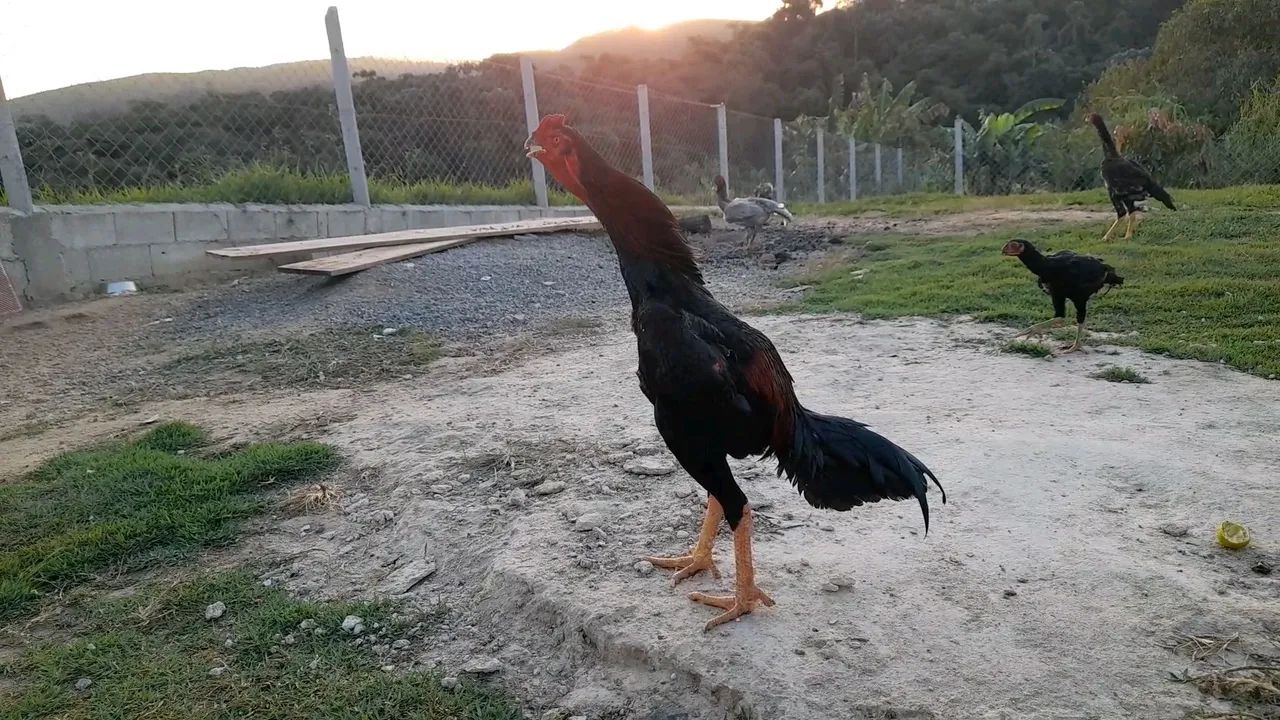 Frango índio 
