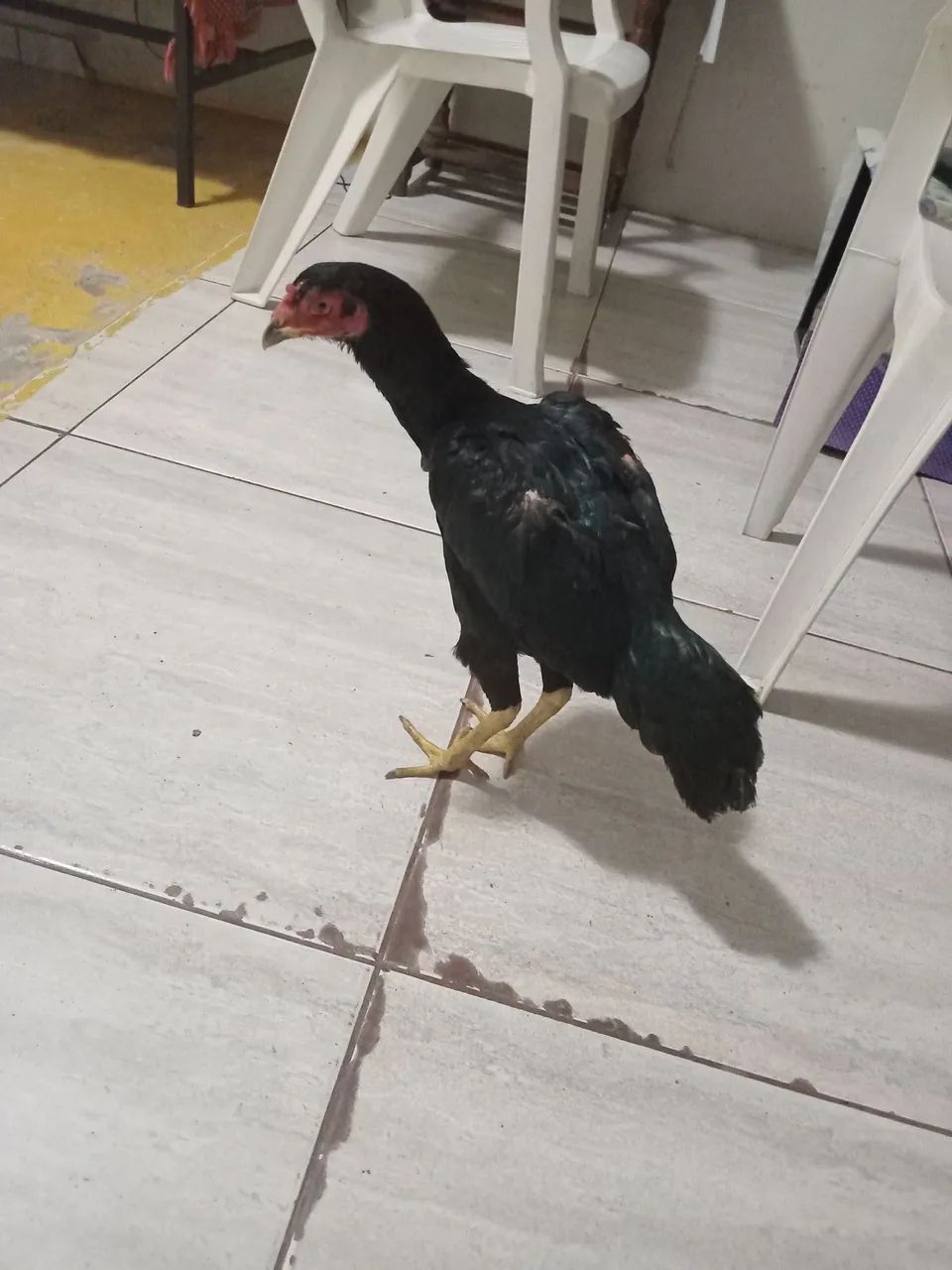 Galinha 