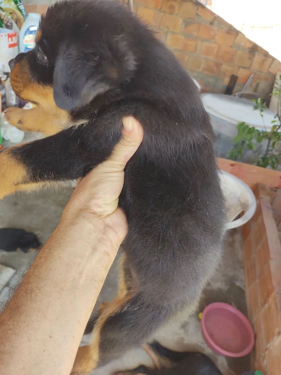 Rottweilers Alemães Cabeça de Touro!!! - Foto 2
